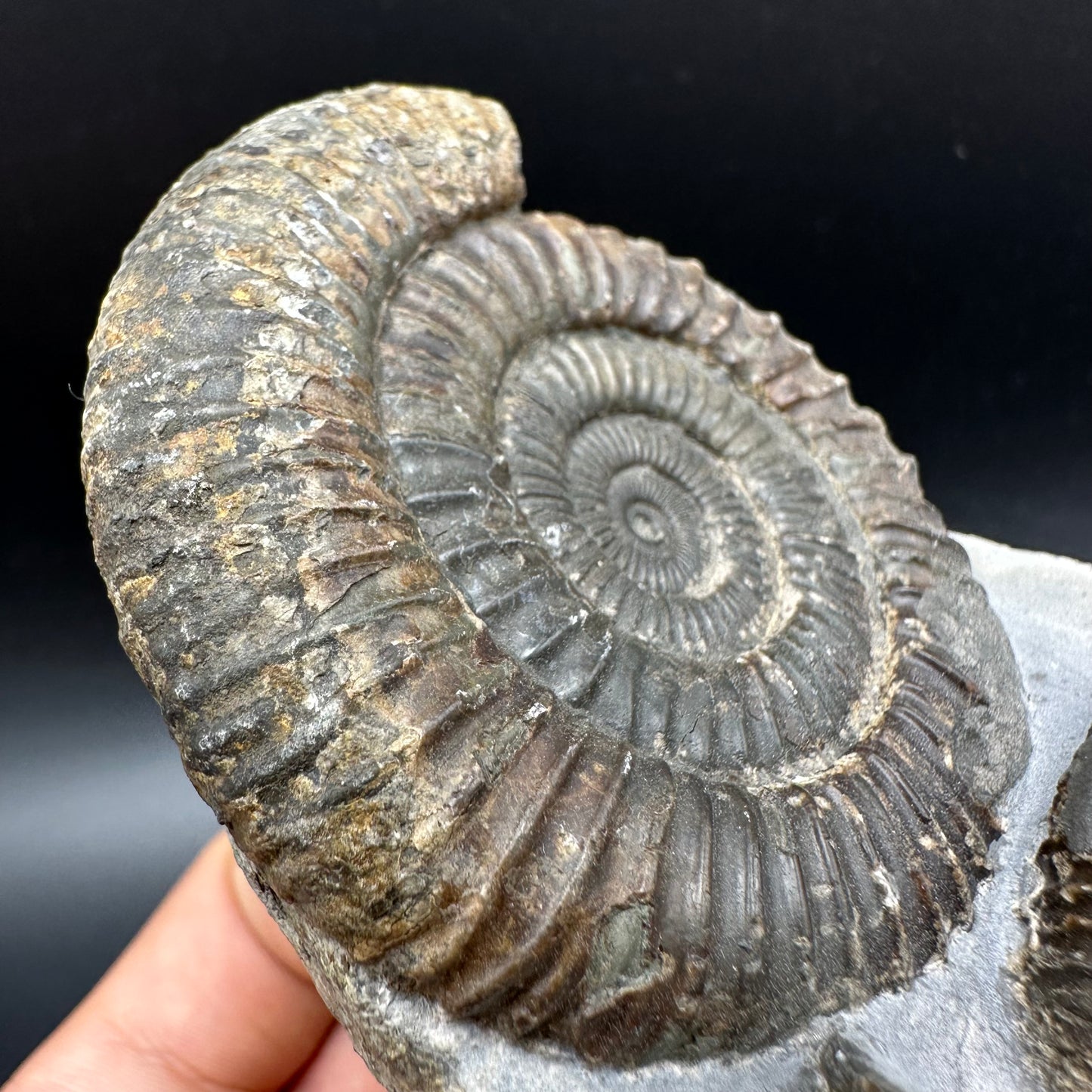 Dactylioceras Ammonite Fossil With Box And Stand - Whitby, North Yorkshire Jurassic Coast Yorkshire Fossils