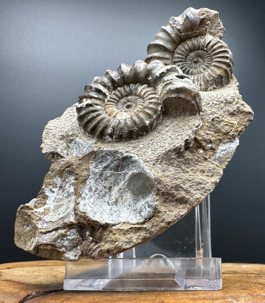 Androgynoceras capricornus Ammonite Fossil With Box And Stand - Whitby, North Yorkshire Jurassic Coast Yorkshire Fossils