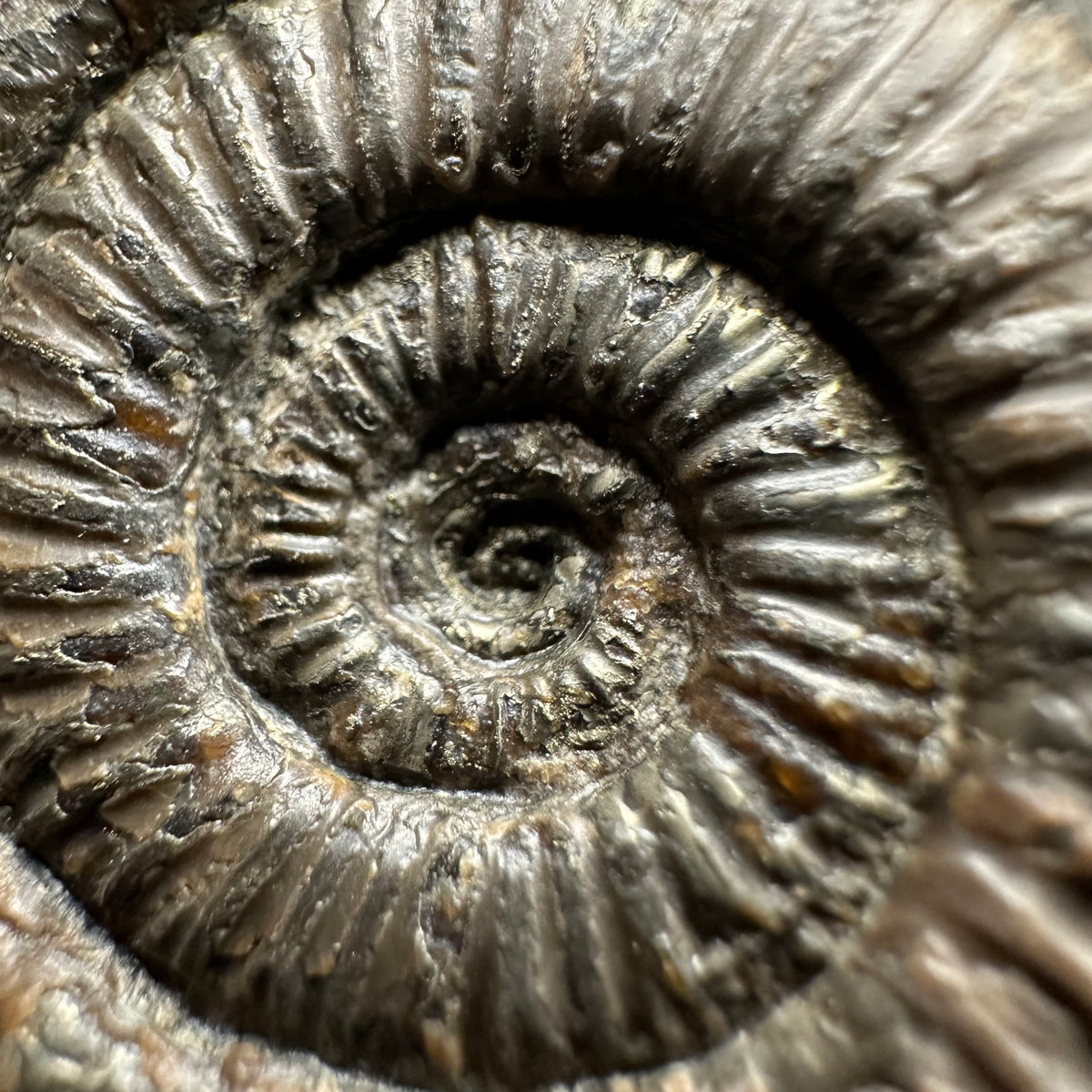 Dactylioceras Ammonite Fossil With Stand - Whitby, North Yorkshire Jurassic Coast Yorkshire Fossils
