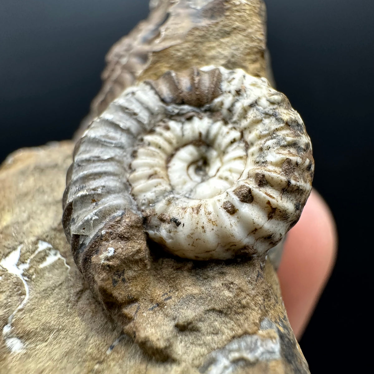 Androgynoceras capricornus Ammonite Fossil With Stand - Whitby, North Yorkshire Jurassic Coast Yorkshire Fossils