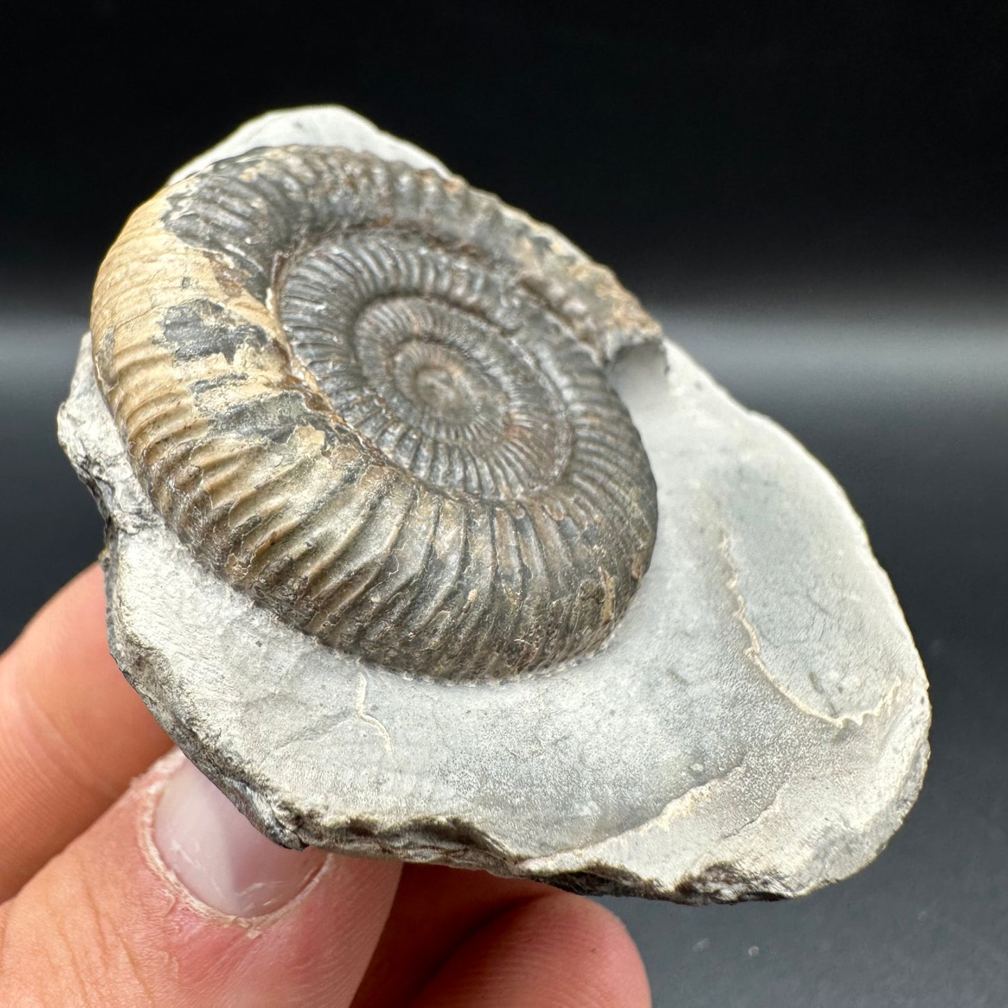 Dactylioceras Ammonite Fossil With Box And Stand - Whitby, North Yorkshire Jurassic Coast Yorkshire Fossils