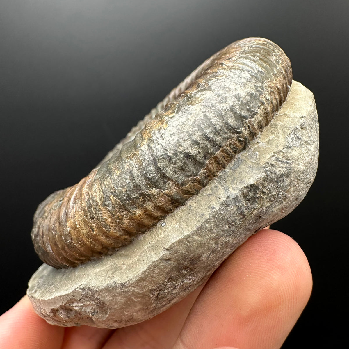 Dactylioceras Ammonite Fossil With box and Stand - Whitby, North Yorkshire Jurassic Coast Yorkshire Fossils