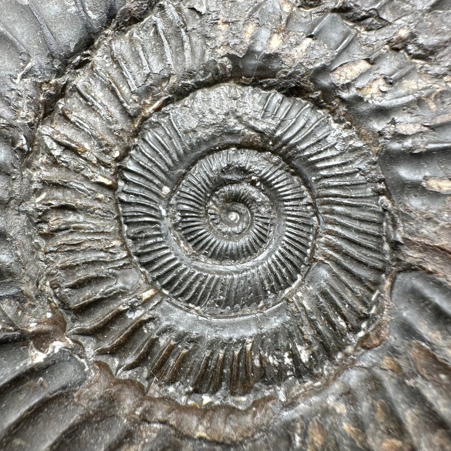 Peronoceras turriculatum ammonite fossil with box and stand - Whitby, North Yorkshire Jurassic Coast, Yorkshire fossils