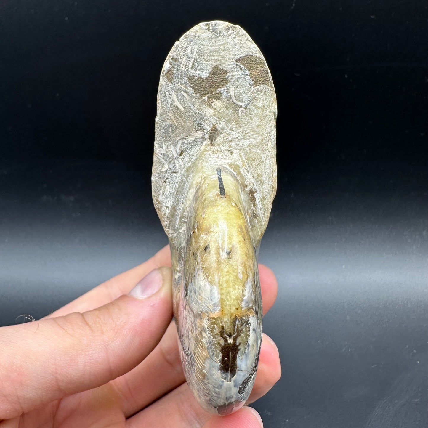 Phylloceras Ammonite Fossil With Box And Stand - Cretaceous Ammonite Madagascar