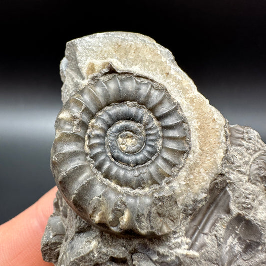 Arnioceras ammonite shell fossil with box and stand - Whitby, North Yorkshire Jurassic Coast Yorkshire Fossils
