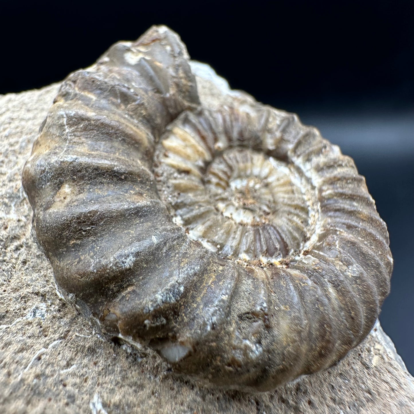 Androgynoceras Capricornus ammonite fossil with box and stand - Whitby, North Yorkshire Jurassic Coast Yorkshire Fossils