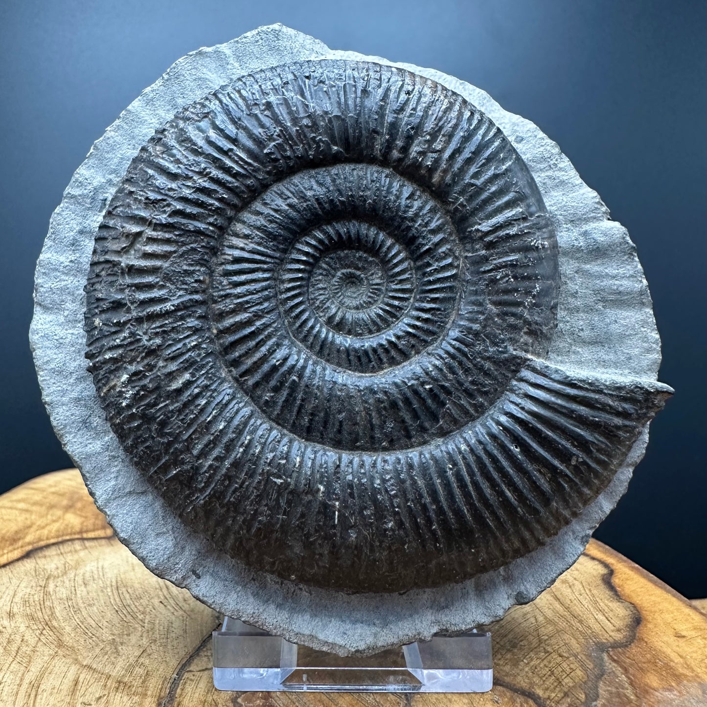 Dactylioceras semicelatum Ammonite fossil with stand - Whitby, North Yorkshire Jurassic Coast Yorkshire Fossils