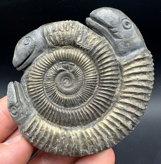 Hydra Snakestone Ammonite Fossil With Bag/Box And Stand - Whitby, North Yorkshire Jurassic Coast Yorkshire Fossils