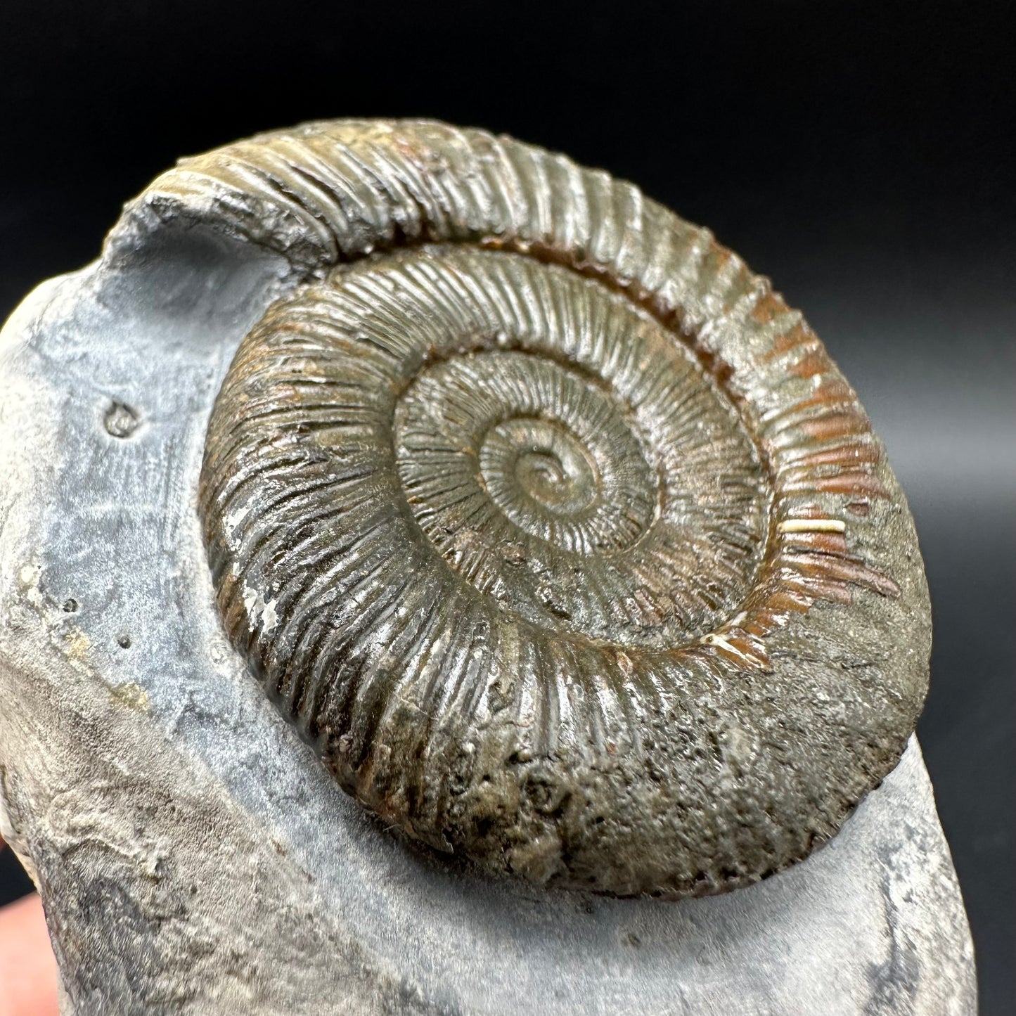 Dactylioceras Ammonite Fossil With box and Stand - Whitby, North Yorkshire Jurassic Coast Yorkshire Fossils
