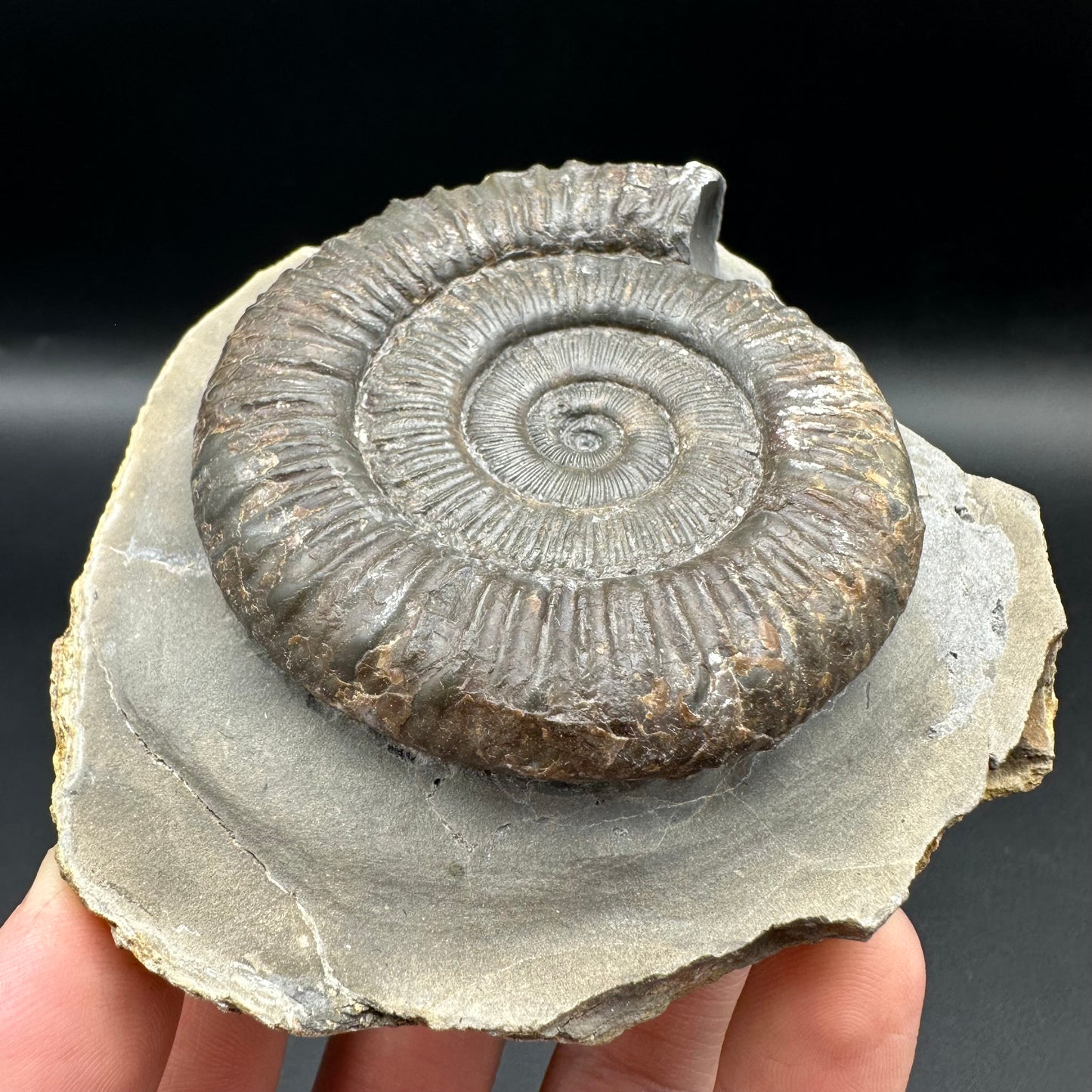 Peronoceras turriculatum ammonite fossil with box and stand - Whitby, North Yorkshire Jurassic Coast, Yorkshire fossils