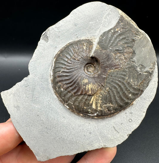 Pseudolioceras lythense Ammonite fossil with box and stand - Whitby, North Yorkshire, Yorkshire Fossils on the Jurassic Coast