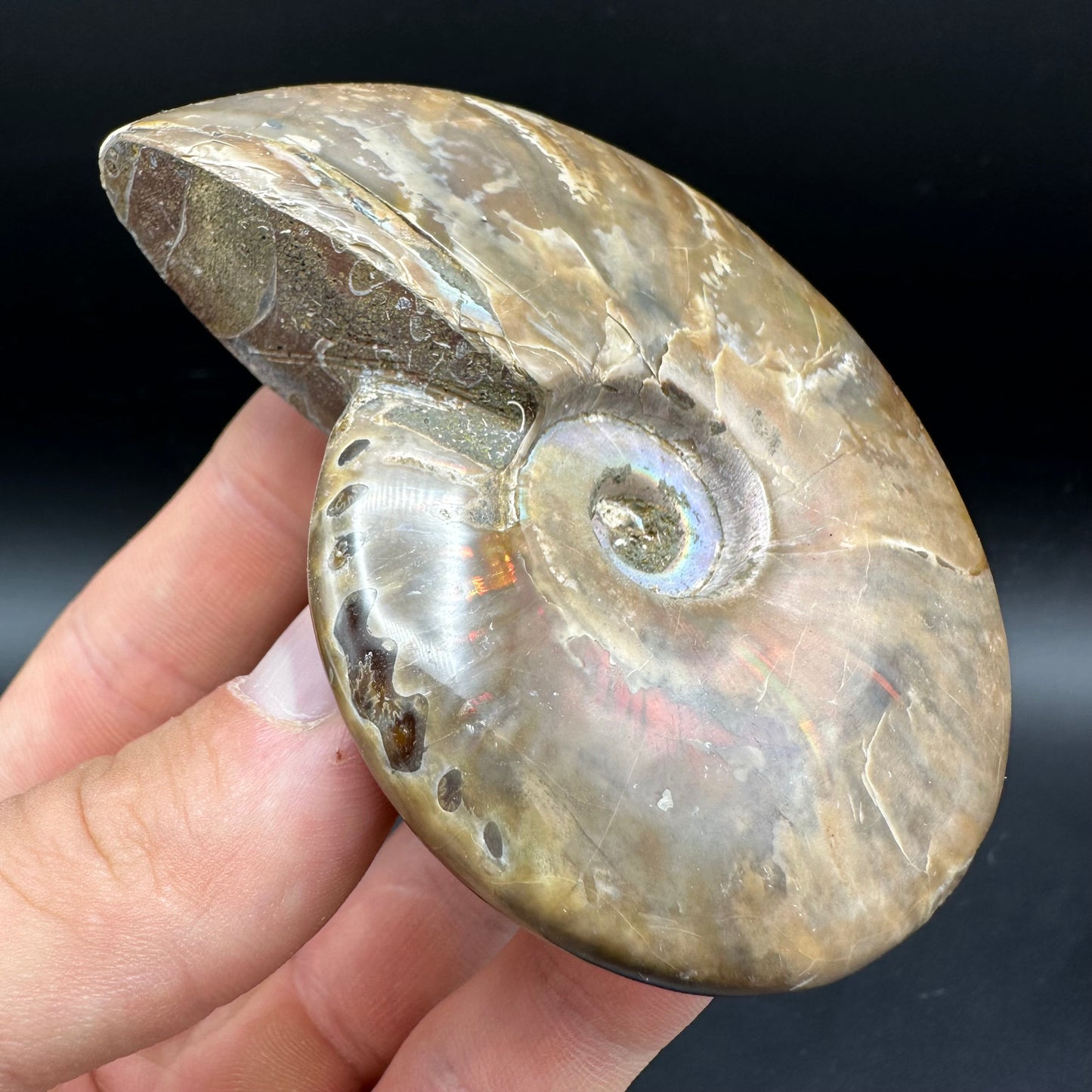 Cleoniceras Ammonite Fossil With Box And Stand - Cretaceous Ammonite Madagascar