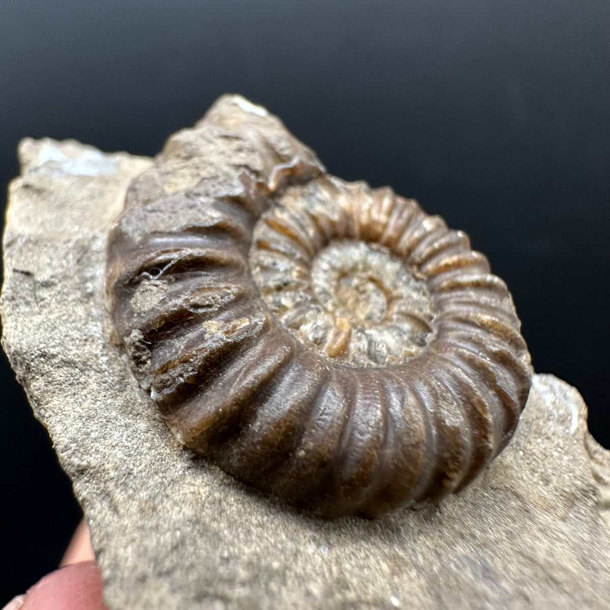 Androgynoceras capricornus Ammonite Fossil With Stand - Whitby, North Yorkshire Jurassic Coast Yorkshire Fossils