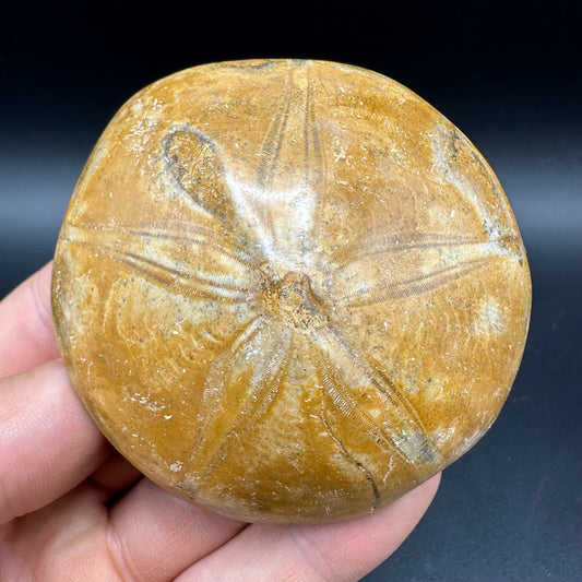 Holectypus Sea Urchin Fossil With Box And Stand - Middle Jurassic Madagascar