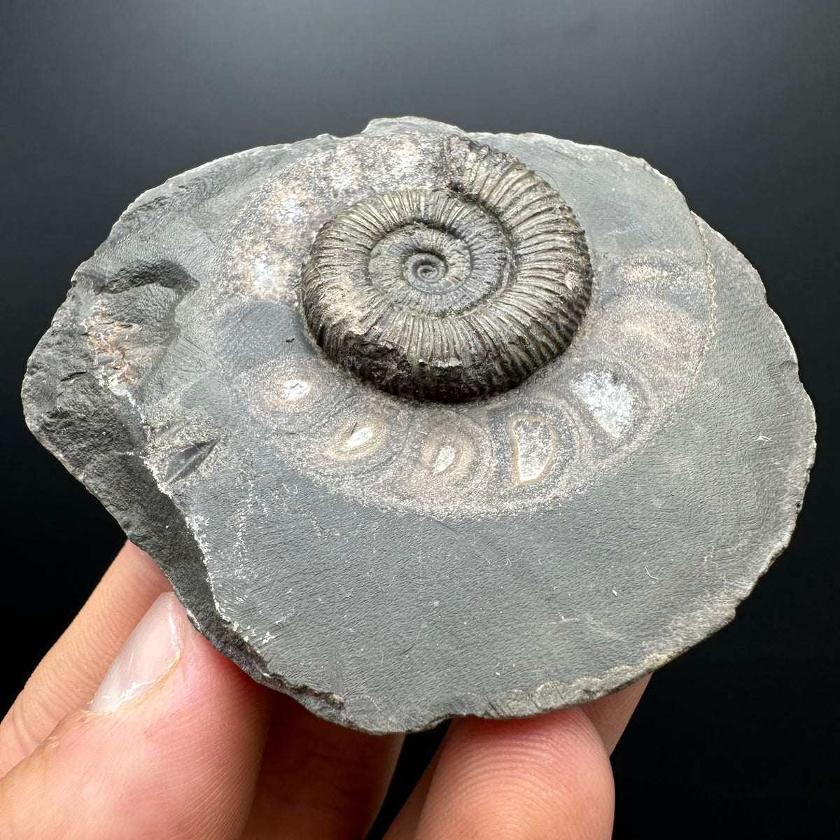 Dactylioceras Ammonite Fossil With box and Stand - Whitby, North Yorkshire Jurassic Coast Yorkshire Fossils