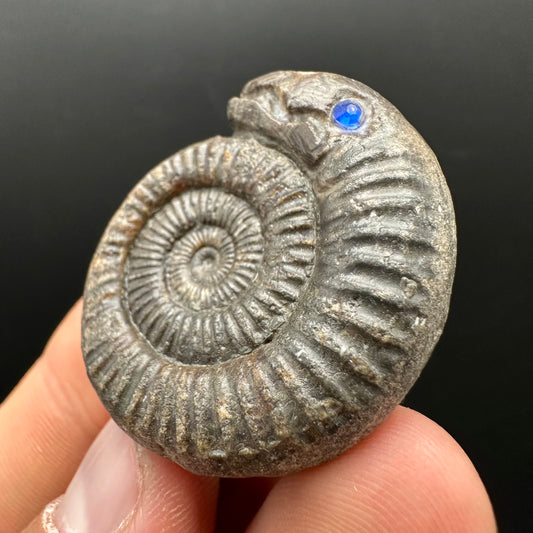 Snakestone Ammonite Fossil With Bag/Box And Stand - Whitby, North Yorkshire Jurassic Coast Yorkshire Fossils