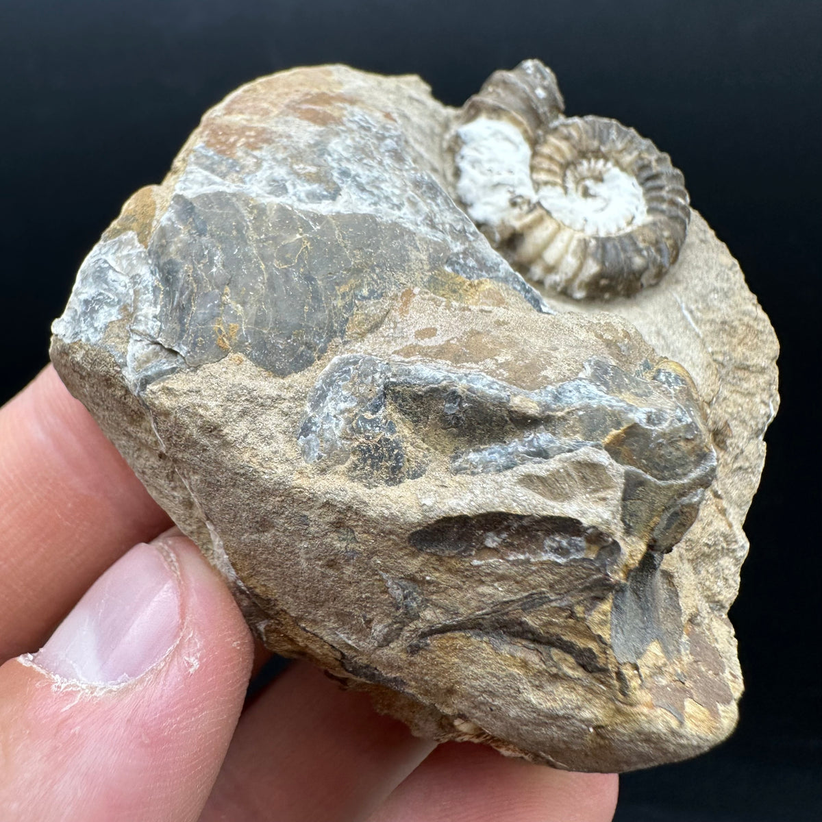 Androgynoceras capricornus Ammonite Fossil With Stand - Whitby, North Yorkshire Jurassic Coast Yorkshire Fossils