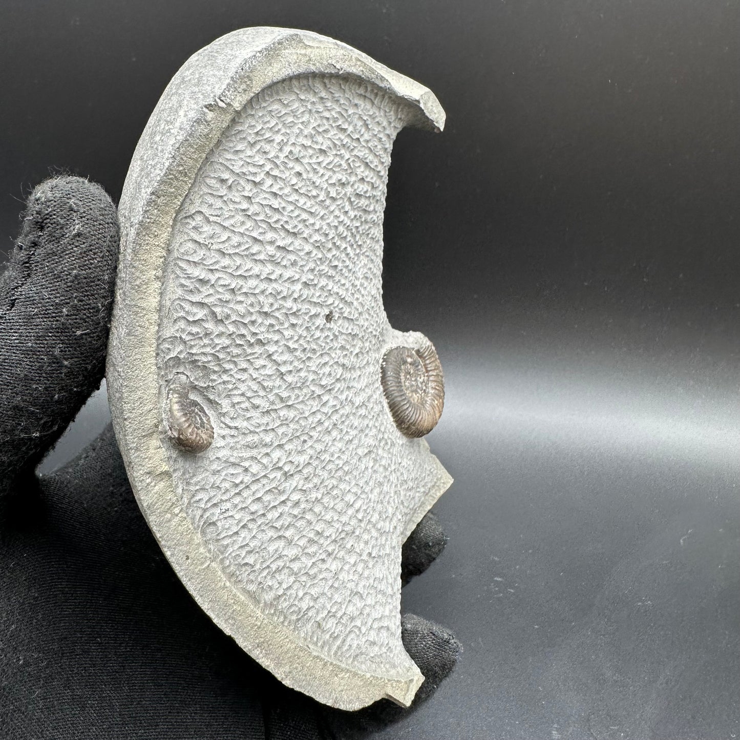 Gracile Multi-block Ammonite Fossil With Stand - Whitby, North Yorkshire Jurassic Coast Yorkshire Fossils
