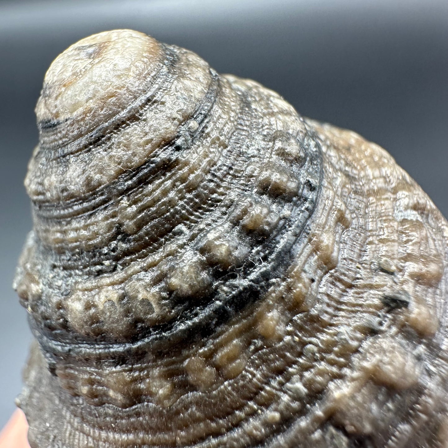 Gastropod Fossil Shell With Tin And Stand - Whitby, North Yorkshire, Jurassic Coast, Yorkshire Fossils