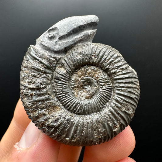 Snakestone Ammonite Fossil With Bag/Box And Stand - Whitby, North Yorkshire Jurassic Coast Yorkshire Fossils