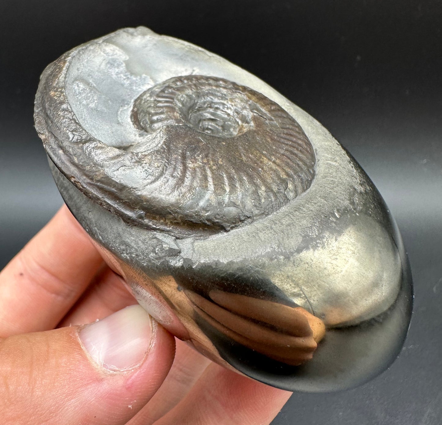 Golden Egg (GENUINE) Ammonite Fossil With Stand - Whitby, North Yorkshire Jurassic Coast Yorkshire Fossils