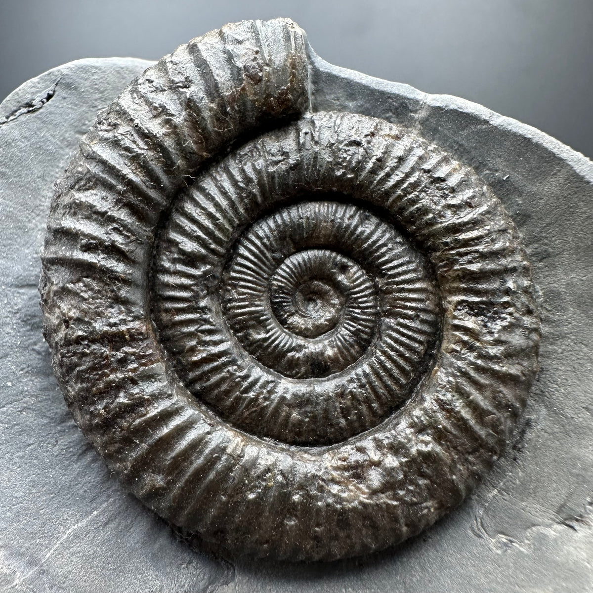 Dactylioceras Ammonite Fossil With box and Stand - Whitby, North Yorkshire Jurassic Coast Yorkshire Fossils