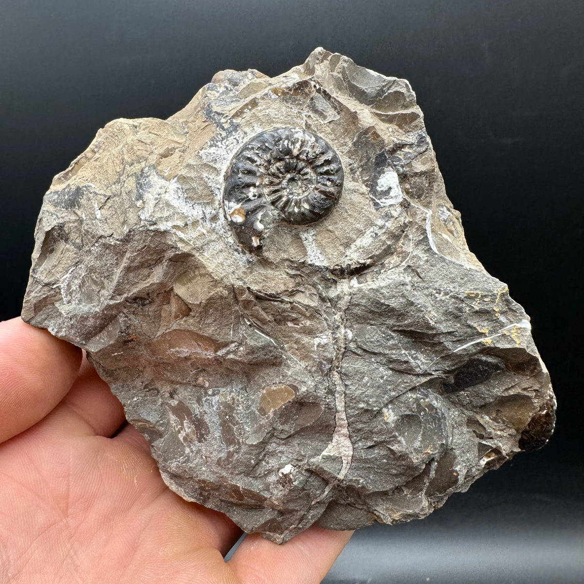 Amaltheus subnodosus Ammonite fossil with stand - Whitby, North Yorkshire Jurassic Coast Yorkshire Fossils