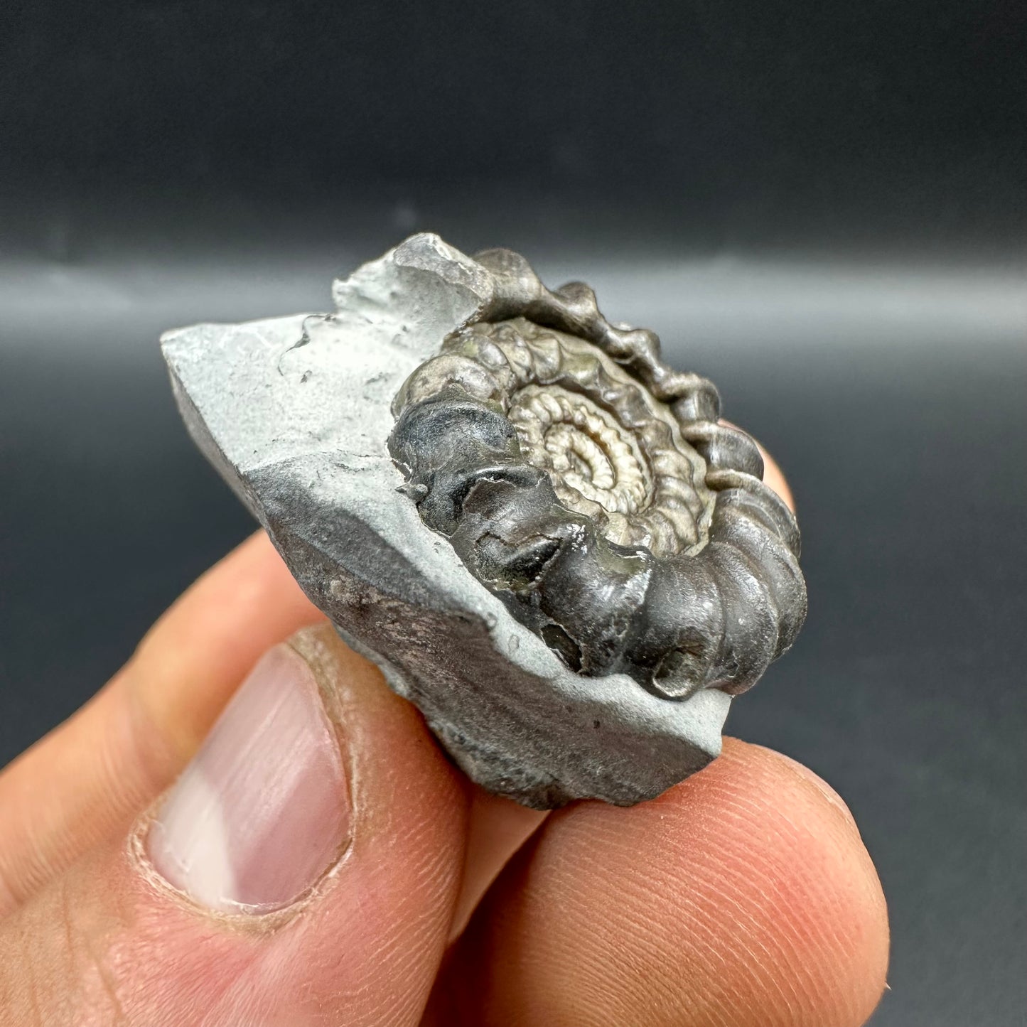 Gagaticeras Ammonite fossil with box and stand - Whitby, North Yorkshire Jurassic Coast Yorkshire Fossils