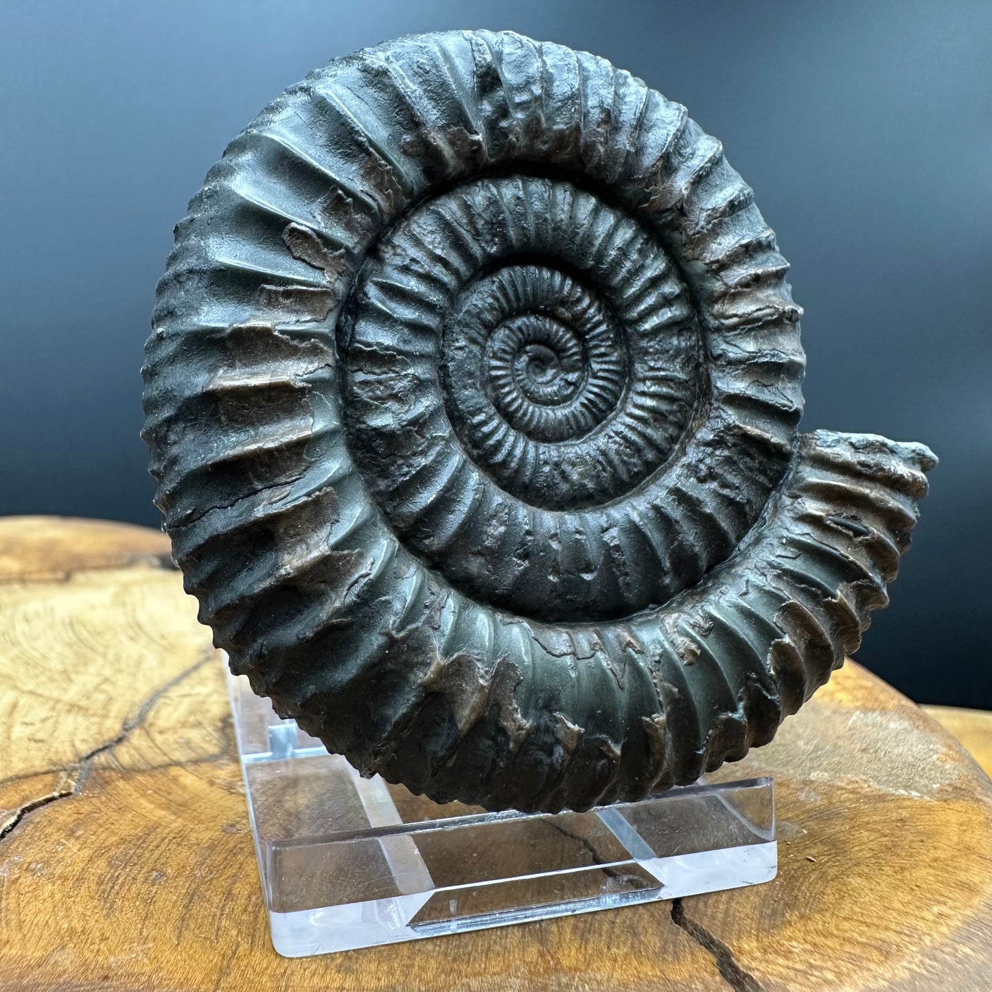 Dactylioceras Ammonite Fossil With box and Stand - Whitby, North Yorkshire Jurassic Coast Yorkshire Fossils