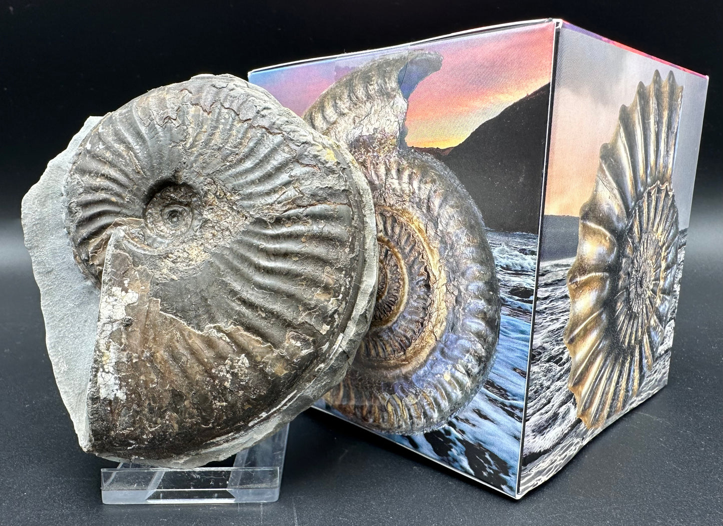 Pseudolioceras lythense ammonite fossil with box and stand - Whitby, North Yorkshire, Yorkshire Fossils on the Jurassic Coast