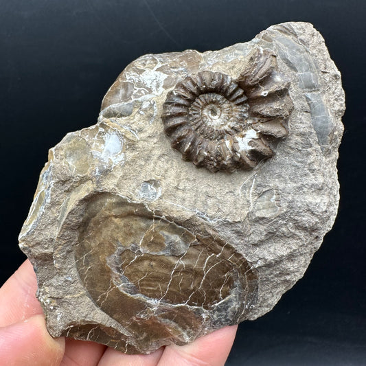 Androgynoceras capricornus Ammonite Fossil With Stand - Whitby, North Yorkshire Jurassic Coast Yorkshire Fossils
