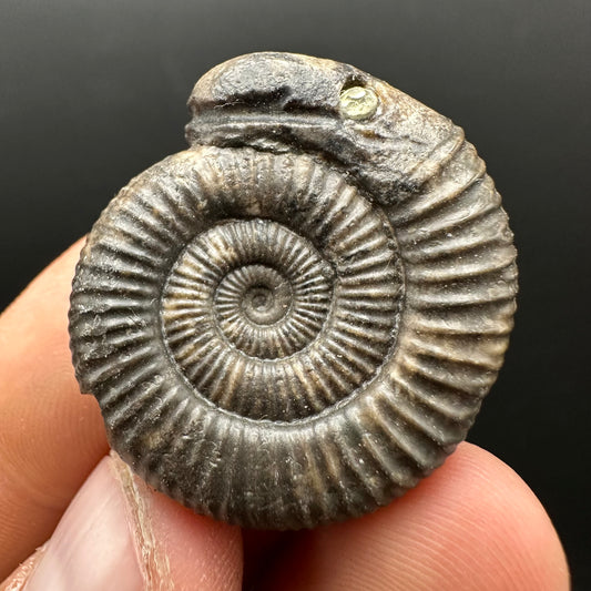 Snakestone Ammonite Fossil With Bag/Box And Stand - Whitby, North Yorkshire Jurassic Coast Yorkshire Fossils