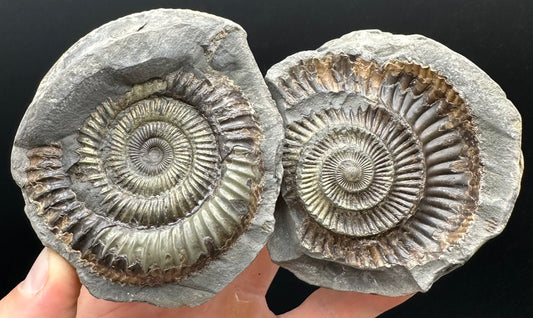 Golden Dactylioceras Ammonite nodule (split pair) Fossil With Box And Stand - Whitby, North Yorkshire Jurassic Coast Yorkshire Fossils