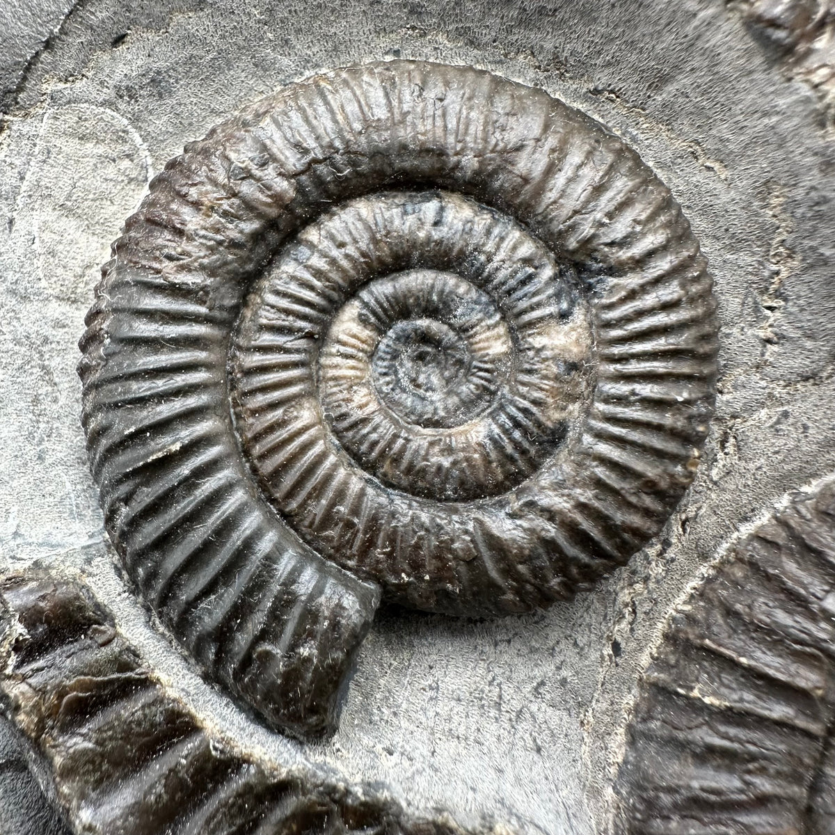 Dactylioceras Ammonite nodule (split pair) Fossil With Stand - Whitby, North Yorkshire Jurassic Coast Yorkshire Fossils