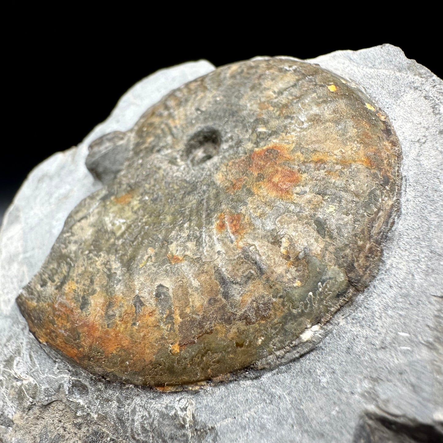 Pseudolioceras boulbiense ammonite fossil with box and dtand - Whitby, North Yorkshire Jurassic Coast, Yorkshire fossils