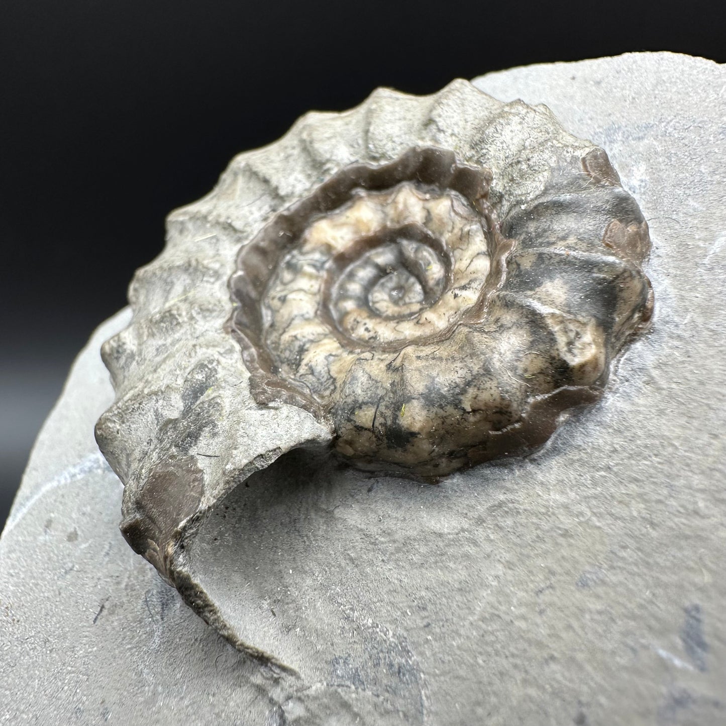 Eugassiceras Ammonite shell fossil with box and stand - Whitby, North Yorkshire Jurassic Coast Yorkshire Fossils