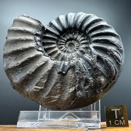 Asteroceras Ammonite fossil with box and stand - Whitby, North Yorkshire Jurassic Coast Yorkshire Fossils