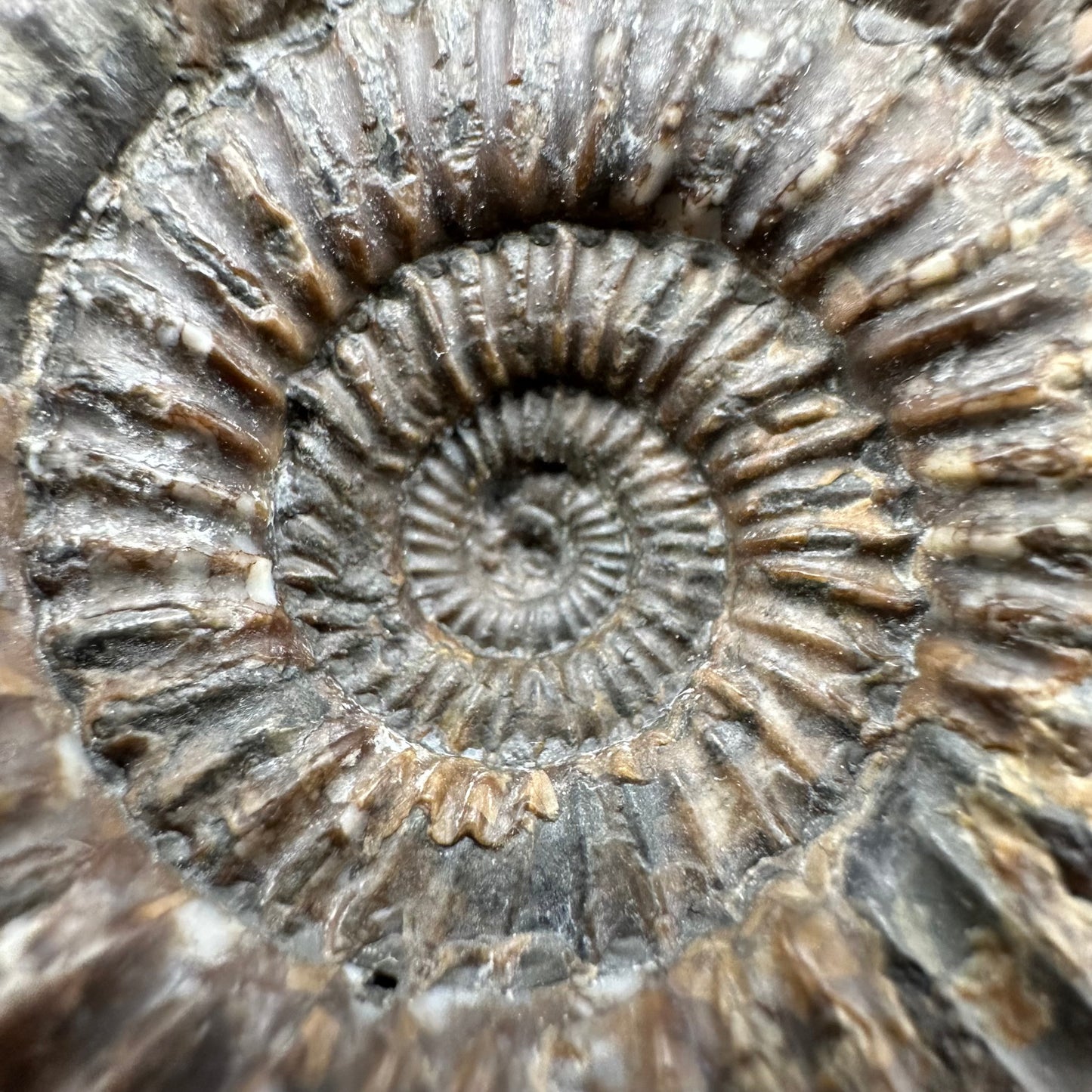 Catacoeloceras Sp. ammonite fossil with box and stand- Whitby, North Yorkshire Jurassic Coast Yorkshire Fossils