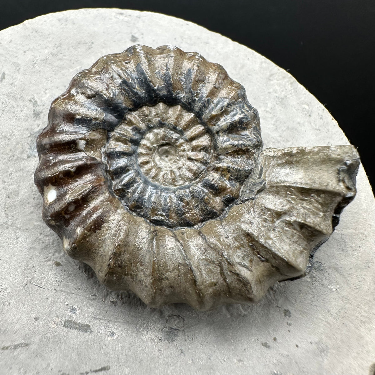 Androgynoceras maculatum ammonite fossil with box and stand - Whitby, North Yorkshire Jurassic Coast Yorkshire Fossils