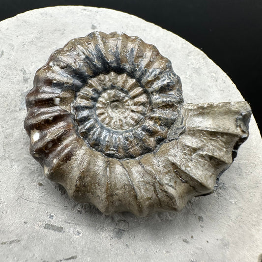 Androgynoceras maculatum ammonite fossil with box and stand - Whitby, North Yorkshire Jurassic Coast Yorkshire Fossils
