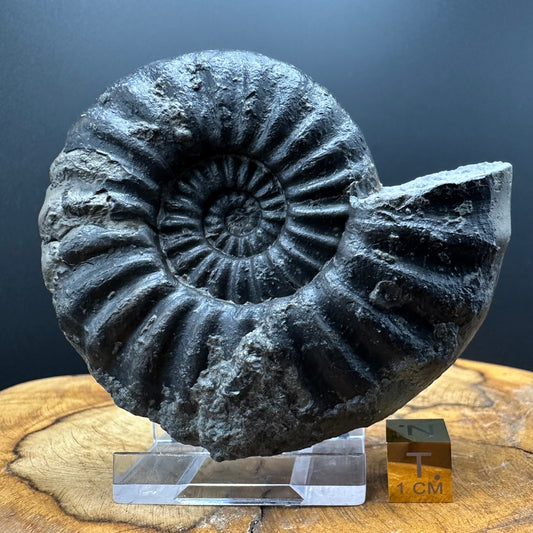 Asteroceras Ammonite fossil with box and stand - Whitby, North Yorkshire Jurassic Coast Yorkshire Fossils