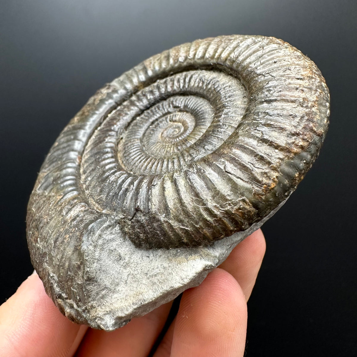 Dactylioceras Ammonite Fossil With box and Stand - Whitby, North Yorkshire Jurassic Coast Yorkshire Fossils