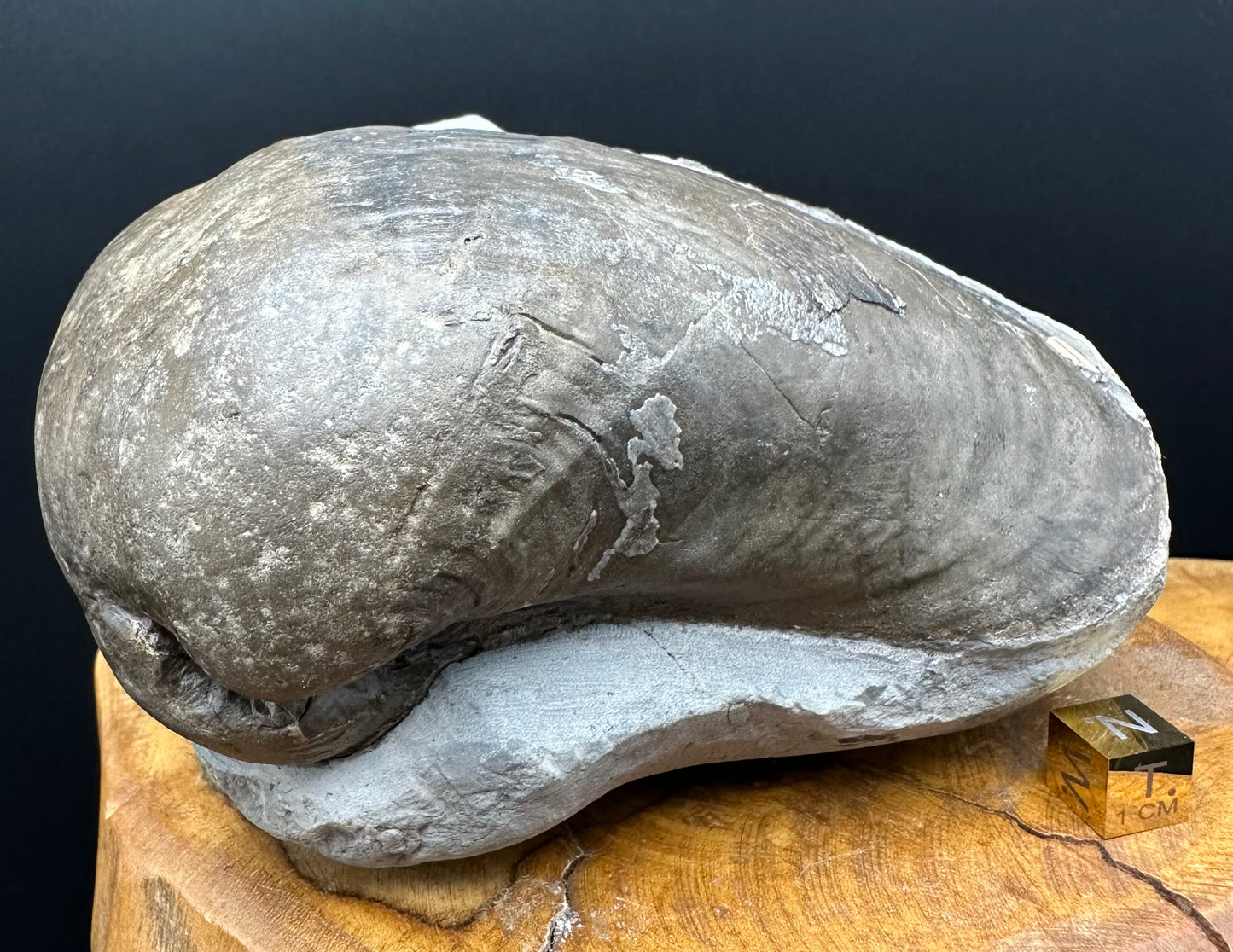 Shell fossil with stand - Whitby, North Yorkshire, Jurassic Coast, Yorkshire Fossils