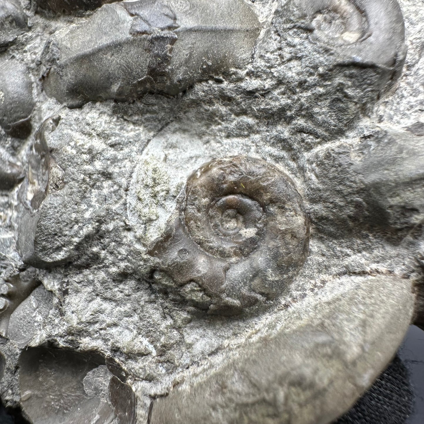 Psiloceras ammonite fossil with box and stand - Whitby, North Yorkshire Jurassic Coast, Yorkshire fossils