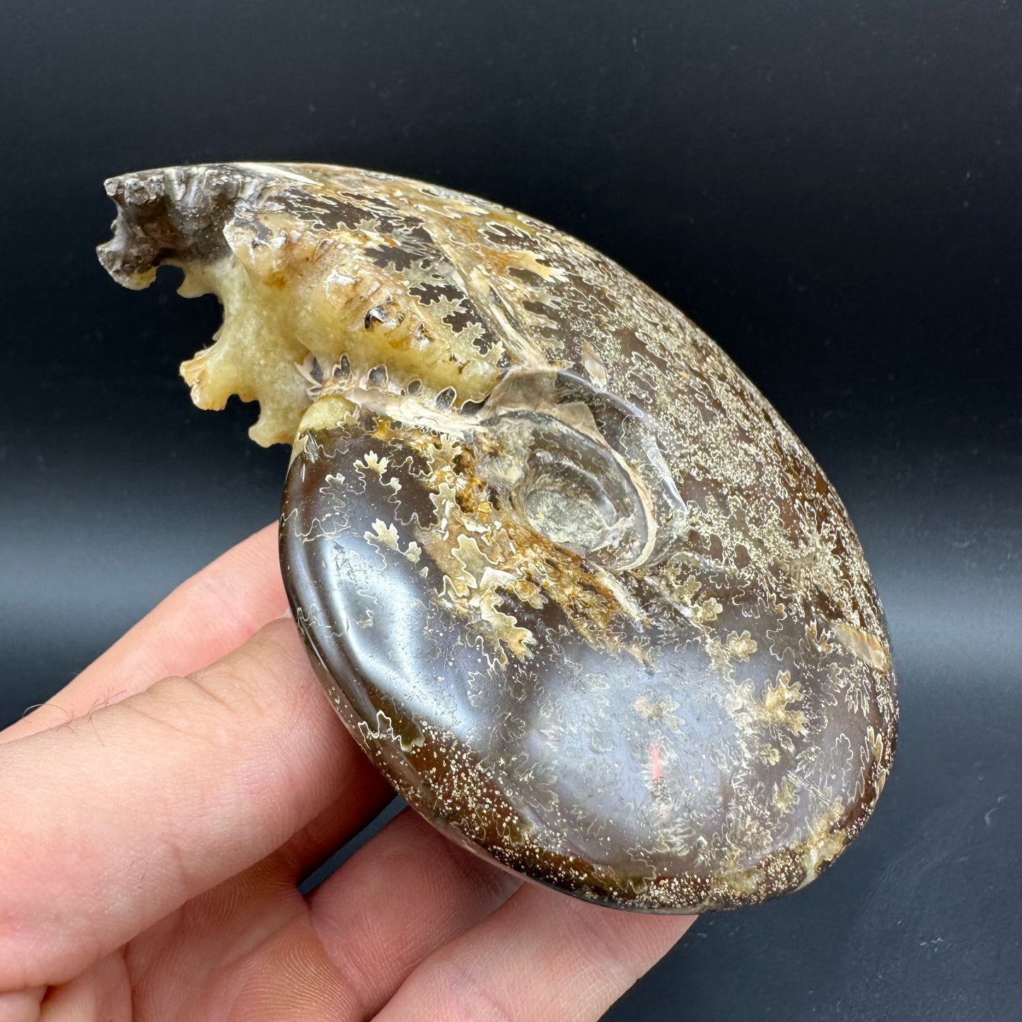 Cleoniceras Ammonite Fossil With Box And Stand - Cretaceous Ammonite Madagascar