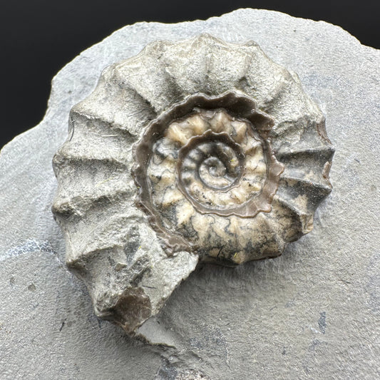 Eugassiceras Ammonite shell fossil with box and stand - Whitby, North Yorkshire Jurassic Coast Yorkshire Fossils
