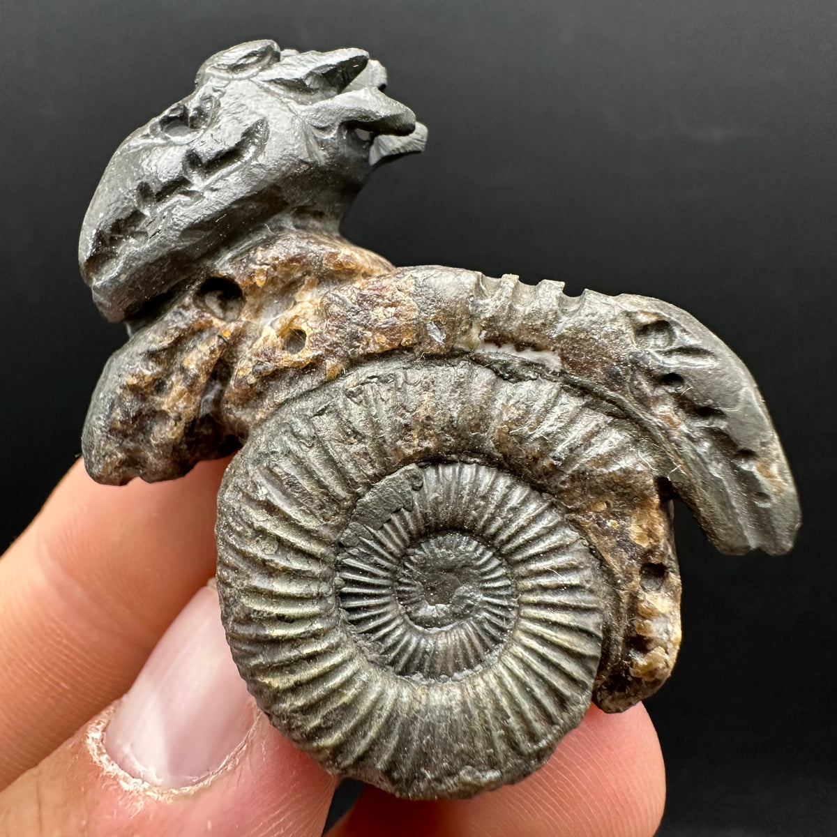 Hydra Snakestone Ammonite Fossil With Bag/Box And Stand - Whitby, North Yorkshire Jurassic Coast Yorkshire Fossils