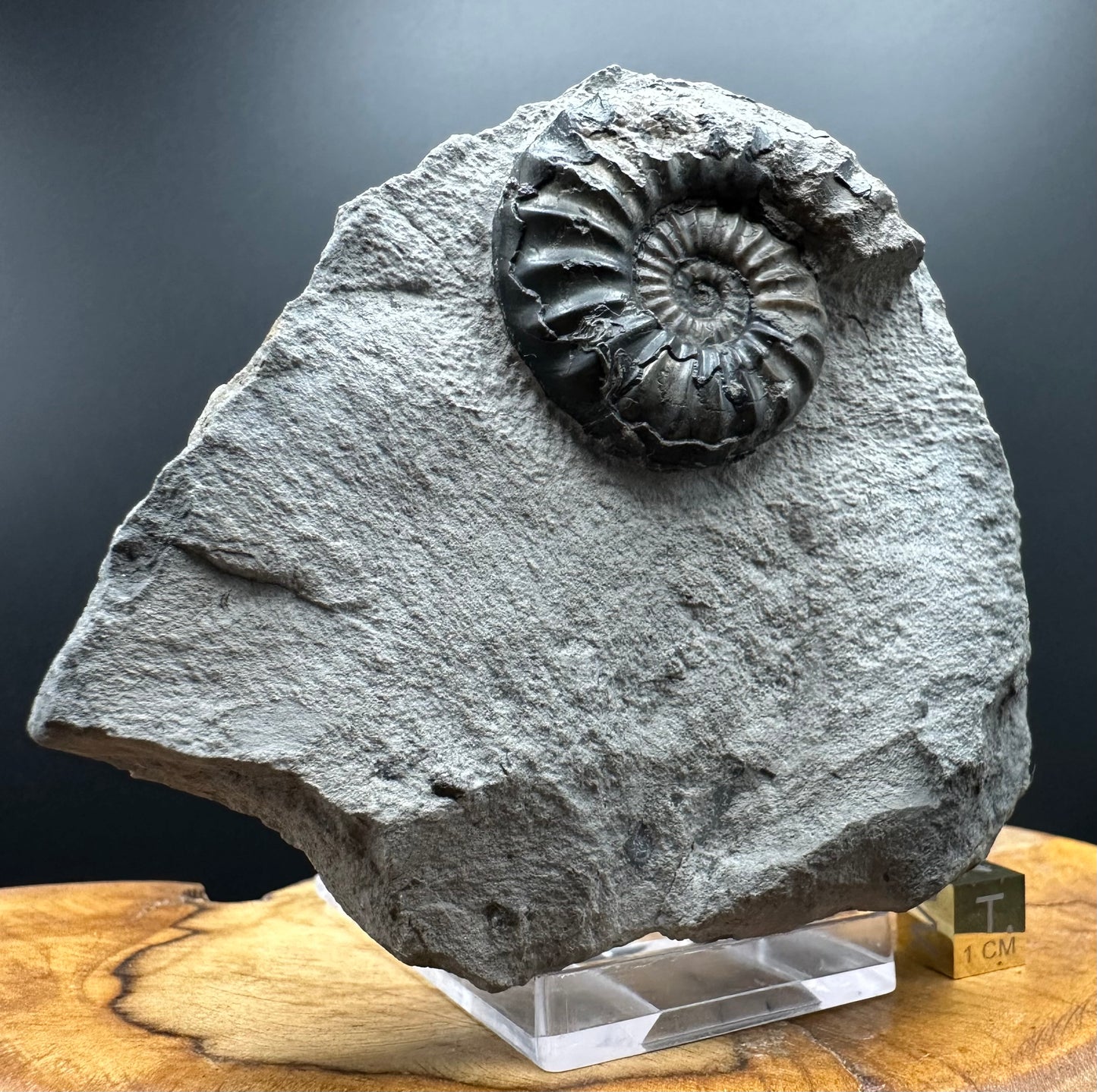 Asteroceras Ammonite fossil with box and stand - Whitby, North Yorkshire Jurassic Coast Yorkshire Fossils