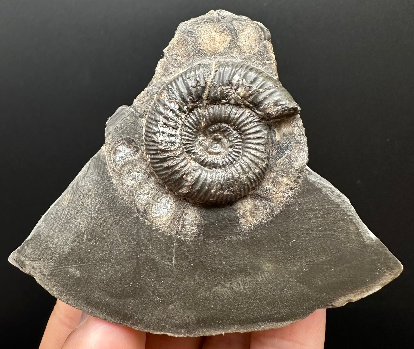 Dactylioceras Ammonite Fossil Gift Set - Whitby, North Yorkshire Jurassic Coast Yorkshire Fossils l