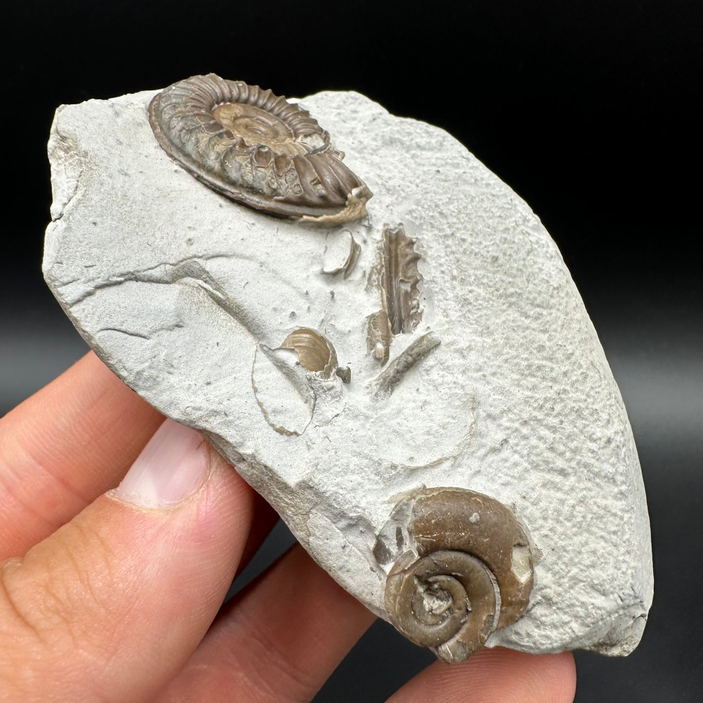 Arnioceras ammonite shell fossil with box and stand - Whitby, North Yorkshire Jurassic Coast Yorkshire Fossils